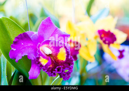 Gros plan sur les orchidées Cattleya colorés Banque D'Images