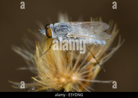 Argent-Côtières mâle stiletto Fly (Acrosathe annulata) Banque D'Images