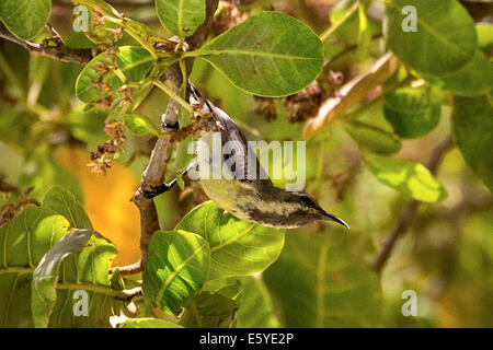 Femelle, variable sunbird aka Yellow-bellied sunbird, Cinnyris venustus, Fimela, Sine Saloum delta, Sénégal Banque D'Images