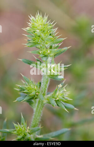 Oponce Saltwort (Salsola kali) Banque D'Images