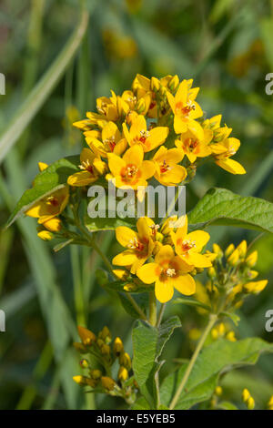 La Salicaire pourpre jaune (Lysimachia vulgaris) Banque D'Images