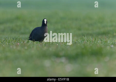 Foulque macroule walking in grass Banque D'Images