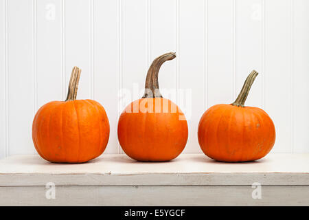 Trois petites citrouilles dans une rangée contre fond blanc Banque D'Images