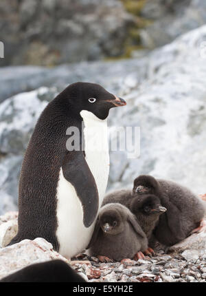Adelie penguin femelle et trois poussins dans le nid Banque D'Images