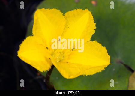 Frangé Nénuphar (Nymphoides peltata) Banque D'Images