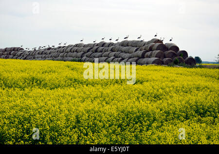 Grand groupe cigognes blanches sur des bottes de paille et de magnifiques champs de colza jaune Banque D'Images