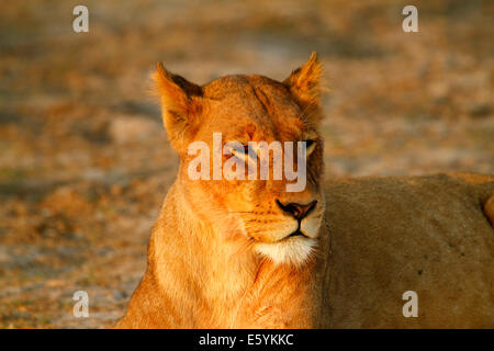 Lion pride & repos nettoyage autour d'un trou d'après le succès de la chasse aux nuits Banque D'Images