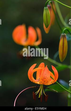 Turk's Cap Lily Banque D'Images