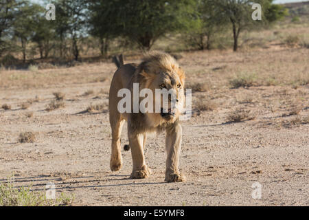Lion marchant dans le parc transfrontalier Kgalagadi tranfrontier park - Afrique du Sud - près de Twee Rivieren rest camp Banque D'Images