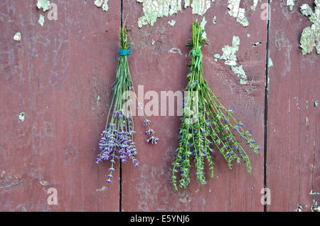 Médecine douce lavande herbes et de l'hysope (Hyssopus officinalis) sur l'ancien mur de la grange de ferme en bois Banque D'Images