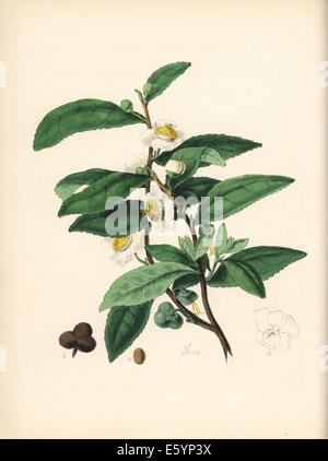 Plateau, Camellia sinensis, avec des fleurs, feuilles et fruits. Banque D'Images