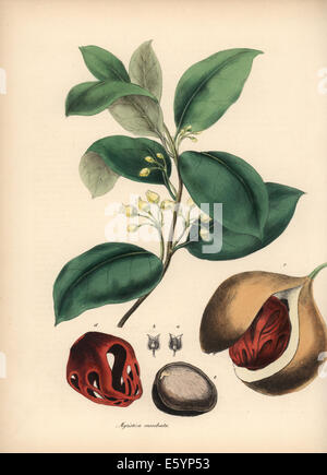 Muscade et macis myristica fragrans, arbre, semences et aril. Banque D'Images