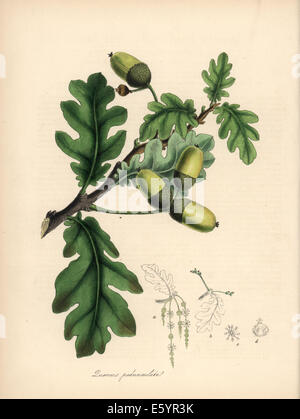 French Oak tree, Quercus robur, avec des fleurs, feuilles et gland. Banque D'Images