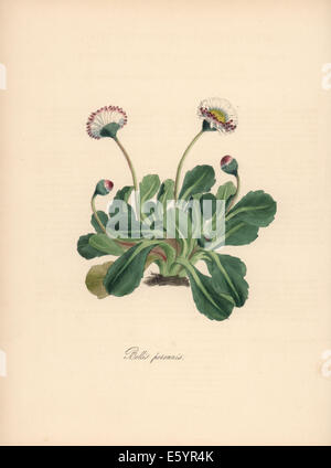 Daisy commun, Bellis perennis. Banque D'Images