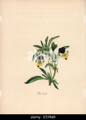 Heartsease, Viola tricolor. Banque D'Images