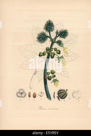 Le ricin, Ricinus communis. Banque D'Images