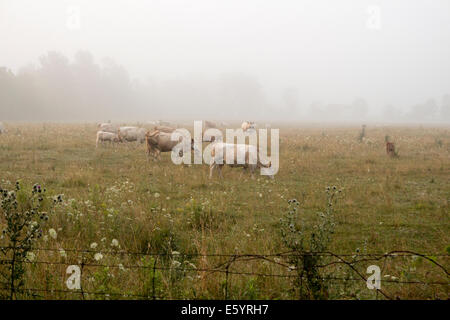 Vaches qui paissent dans le brouillard au petit matin dans la brume farm field Banque D'Images