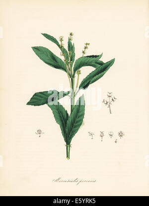 Le mercure du chien ou vivaces, Mercurialis perennis. Banque D'Images