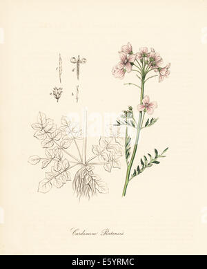 Fleur de coucou ou lady's smock, Cardamine pratensis. Banque D'Images