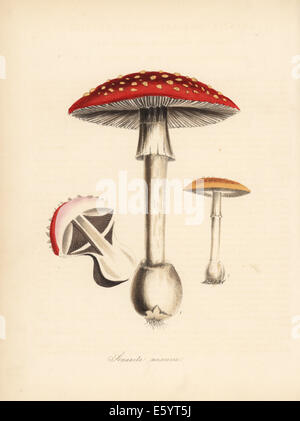 Champignons agaric Fly, Amanita muscaria. Banque D'Images