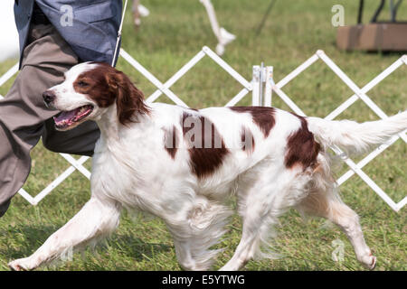 Setter Irlandais rouge et blanc dans le ring d'exposition à l'Orillia Dog Show. Banque D'Images