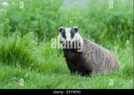 Badger jouer et poser dans l'herbe Banque D'Images