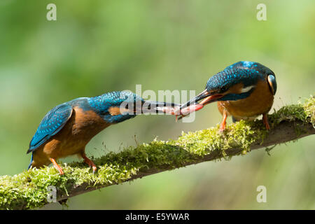 Kingfisher avec des poissons sur une branche Banque D'Images