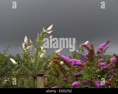 Le ciel sombre de l'arrivée d'une tempête vu plus d'une haie de jardin de buddleja Banque D'Images