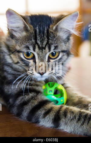 Petit beau chat avec petite boule verte Banque D'Images