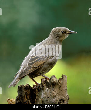 Sansonnet Sturnus vulgaris juvenile Banque D'Images