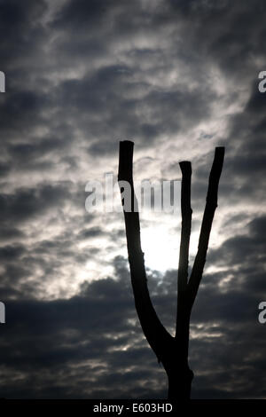 Arbre mort faisant partie de la WW1 Gallipoli au Mémorial National Memorial Arboretum, Alrewas, Staffordshire, Royaume-Uni. Banque D'Images
