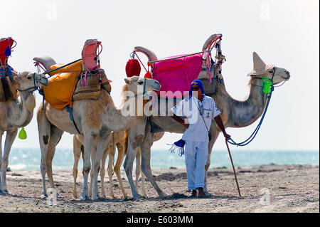 Afrique, Afrique du Nord, Maghreb, Tunisie du Sud, governorat de Médenine. L'île de Djerba. plage de Sidi mehrez, les chameaux pour les touristes. Banque D'Images