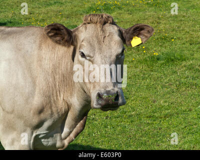 Tête et les épaules d'une vache de couleur brun pâle à tourner avec une seule caméra, vierge d'oreille jaune et l'herbe fraîche sur le museau Banque D'Images