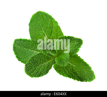 Les feuilles de menthe fraîches isolées sur fond blanc Banque D'Images