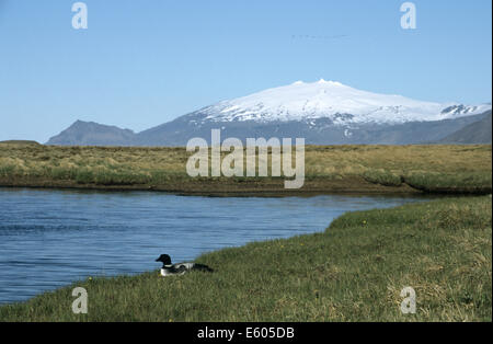 La Great Northern Diver Gavia immer Banque D'Images