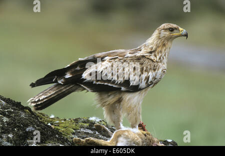 L'aigle impérial espagnol - Aquila adalberti Banque D'Images