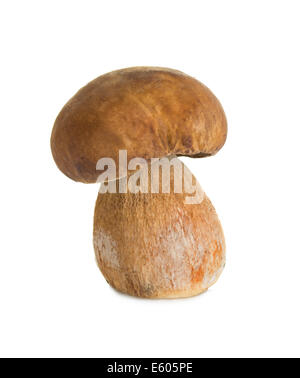 Boletus, cep mushroom isolé sur fond blanc Banque D'Images