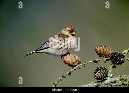 Sizerin flammé - Carduelis cabaret moindre Banque D'Images
