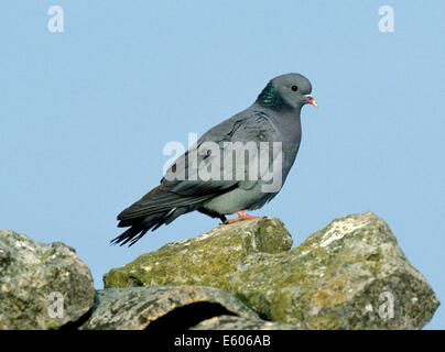 Pigeon colombin Columba oenas Banque D'Images