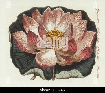 Lotus sacré ou indiennes, Nelumbo nucifera. Banque D'Images