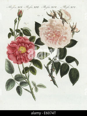 French rose, Rosa Gallica, de couleur chair et rose rose, Rosa carnea. Banque D'Images