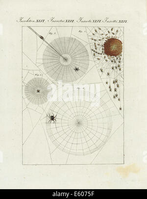 Jardin de l'araignée, araignée, Araneus diadematus diadem. Banque D'Images