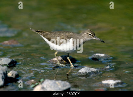 Actitis hypoleucos Common Sandpiper Banque D'Images