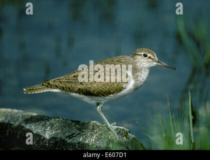 Actitis hypoleucos Common Sandpiper Banque D'Images