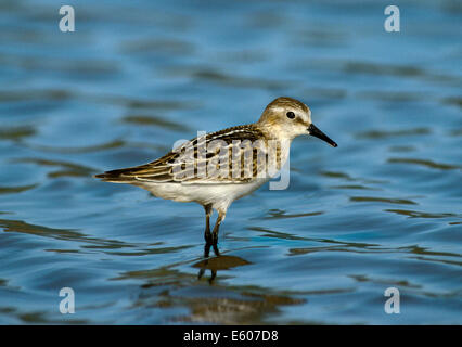 Peu de passage Calidris minuta Banque D'Images