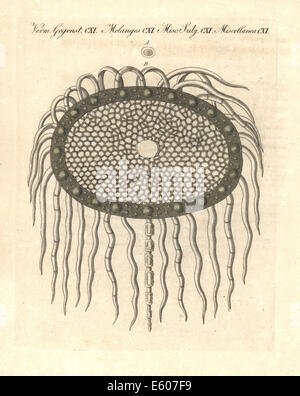 Pâtes chardon grossie des cellules sous un microscope, 18e siècle. Banque D'Images