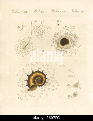 Les polypes en forme de coupe, grossie au microscope, 18e siècle. Banque D'Images