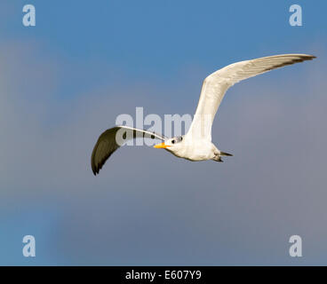 Jeune sterne royale (Thalasseus maximus) volant, Galveston, Texas, États-Unis. Banque D'Images