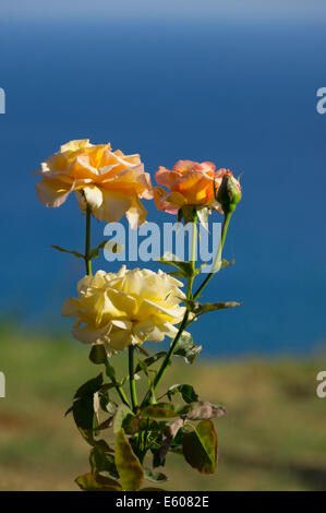 Zante, Grèce - voir ci-dessus une taverne de Kalamaki sur les pentes du mont Skopos. Roses dans la taverne jardin. Banque D'Images