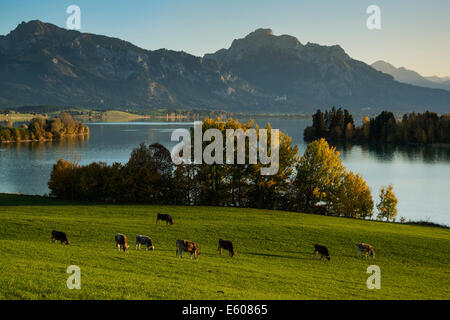 Les vaches broutent dans les pâturages au-dessus de Forggensee, Allagäu, Bavaria, Germanz Banque D'Images